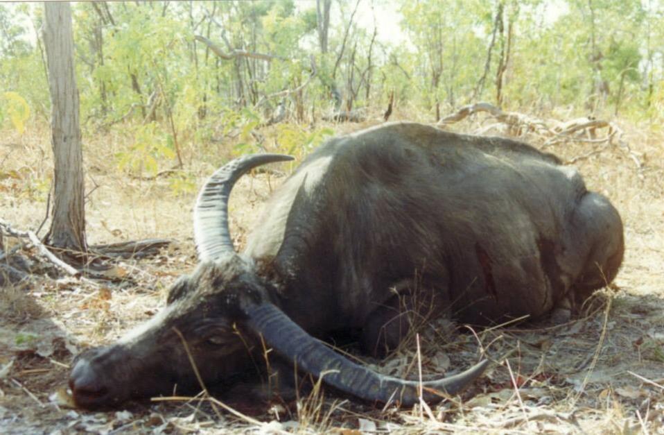 Big old Bull Buffalo over 100 inches.