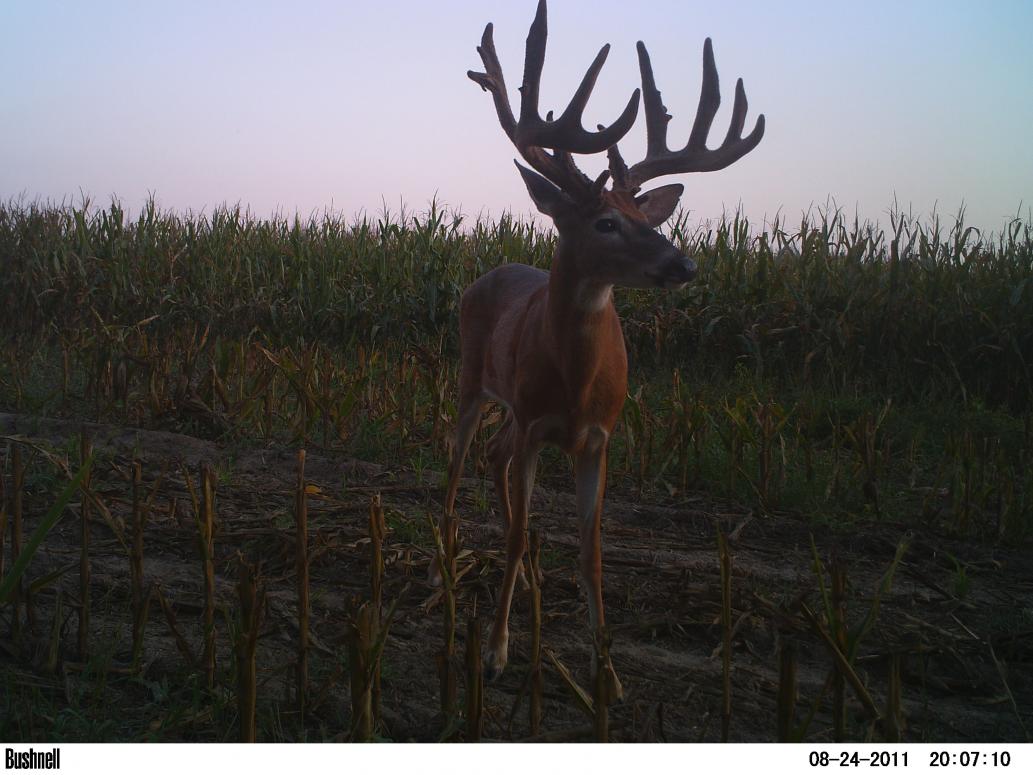big river buck died young from ehd.  (estimated 215 at 3.5 years old)