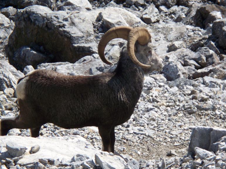 bighorn