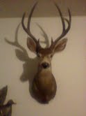billy's buck