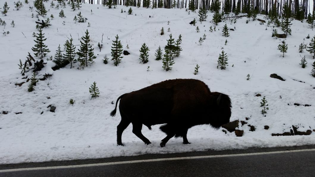 bison snow