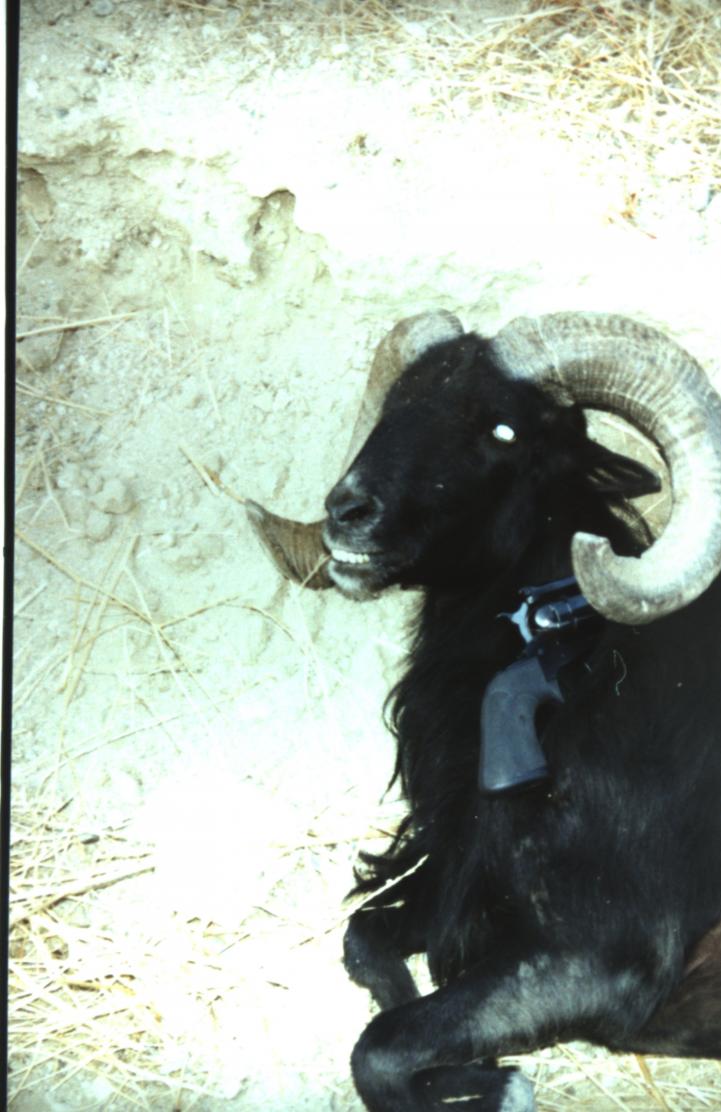 Black Hawaiian Ram-Super Blackhawk  .44 Magnum