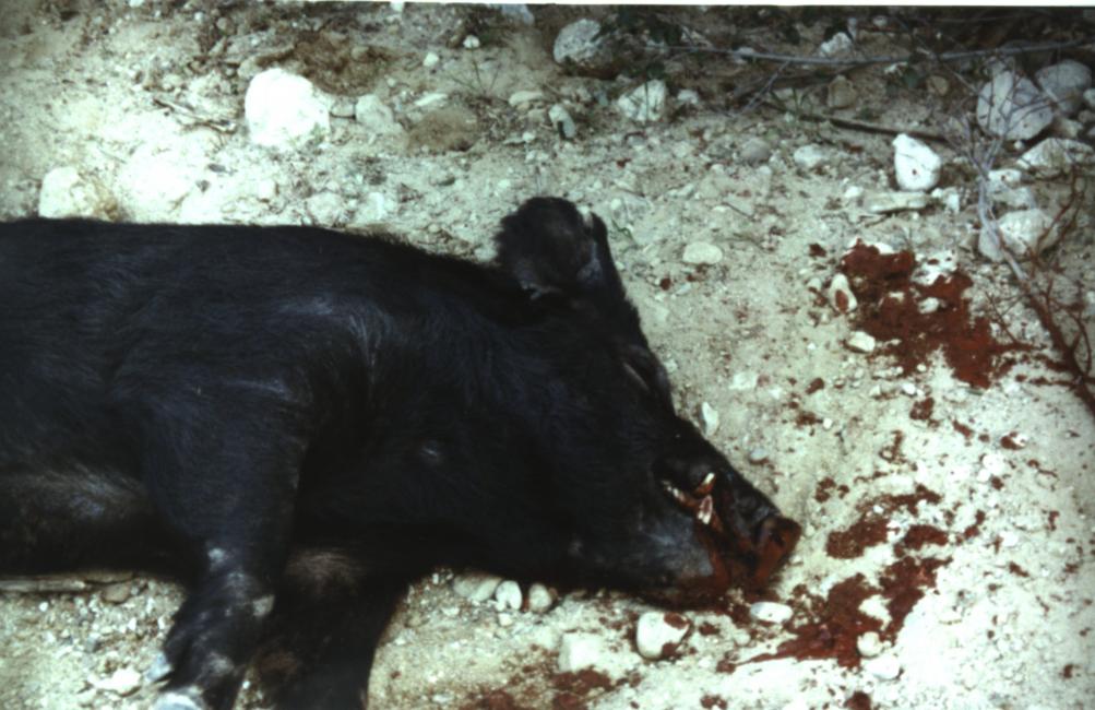 BlkPig 01