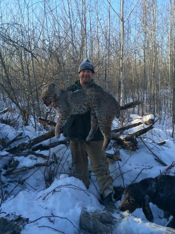 bobcat