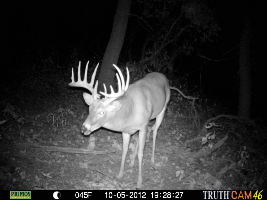 boss buck (KIA)