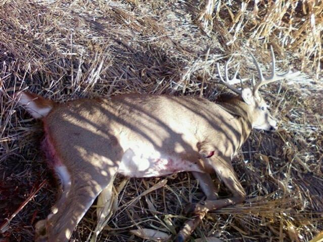 brads whitetail