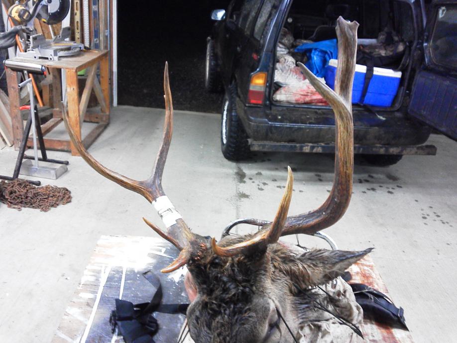 Brothers 2011 hoof-rot bull