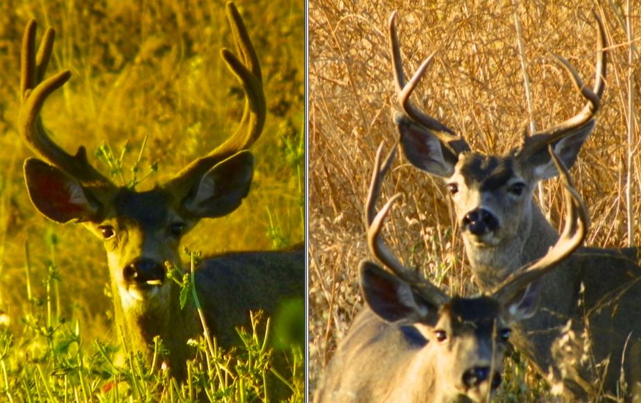 Buck Comparison | Eastmans' Hunting Journals Official Forums