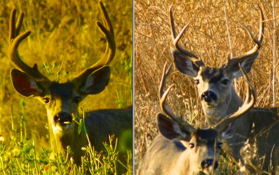 Buck Comparison