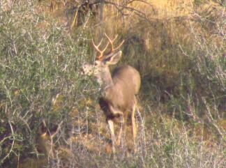 Buck nibbling