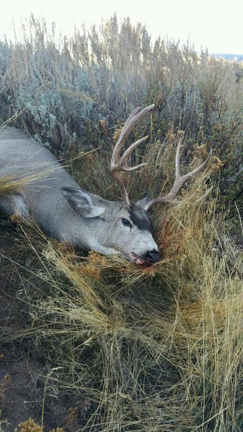 Buck pic 2