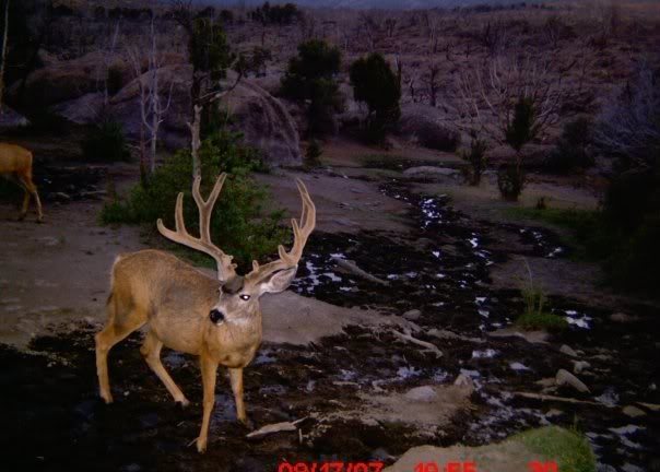 buck