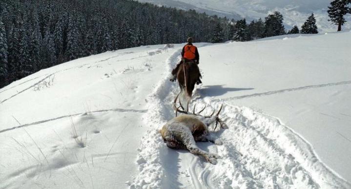 Buddies 2010 bull. 315'' OTC