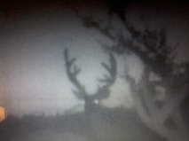 buddies this year buck