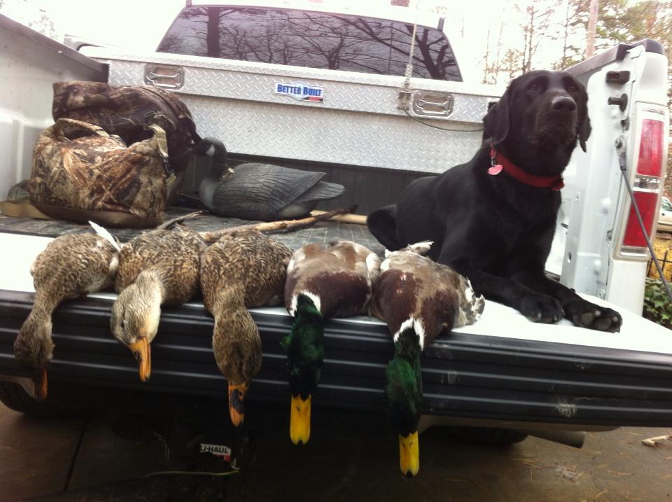 Buddy Morning Mallards