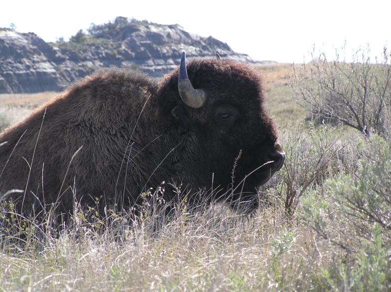 buffalo closeup