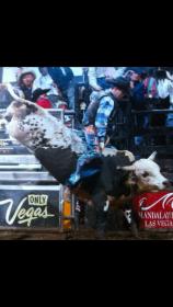 bull