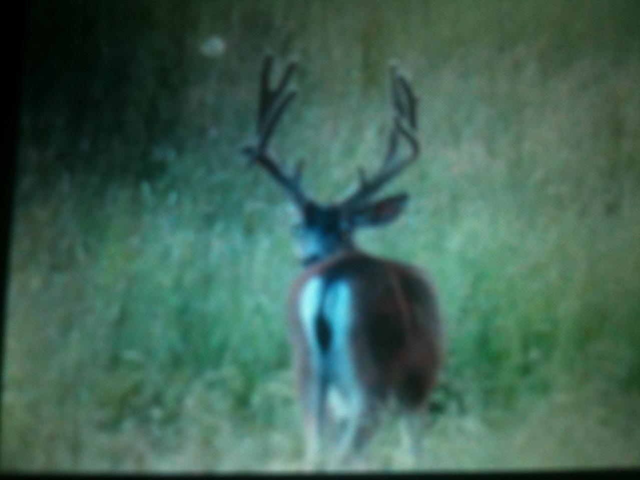 Ca Blacktail
