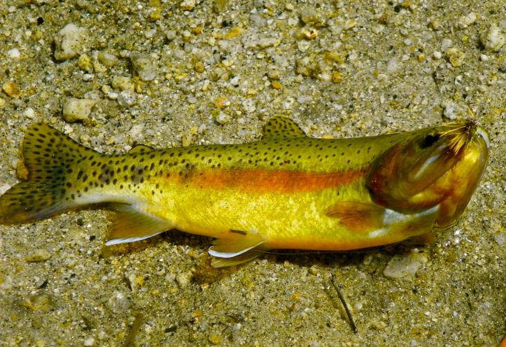 California Golden Trout