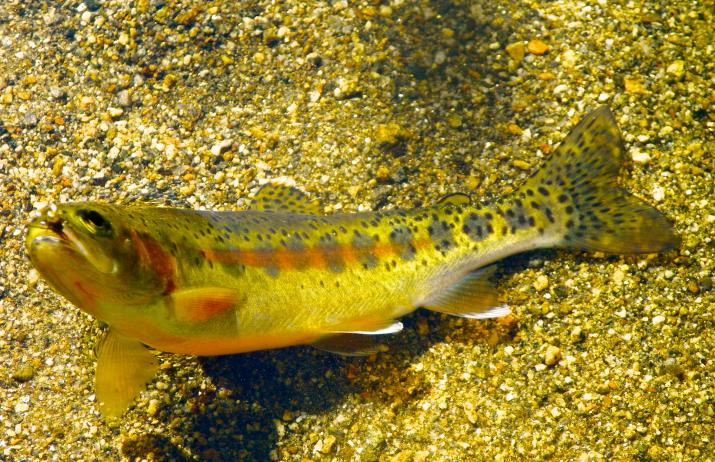 California, Little Kern Golden Trout
