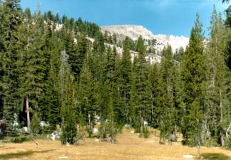 camp meadow