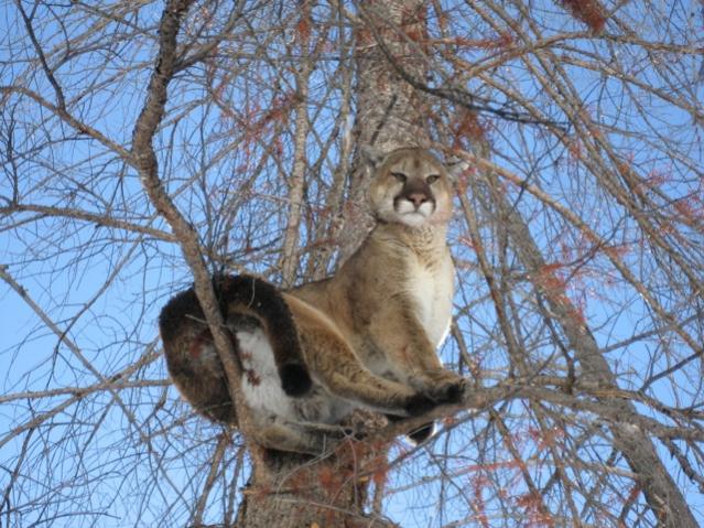 Cat 1