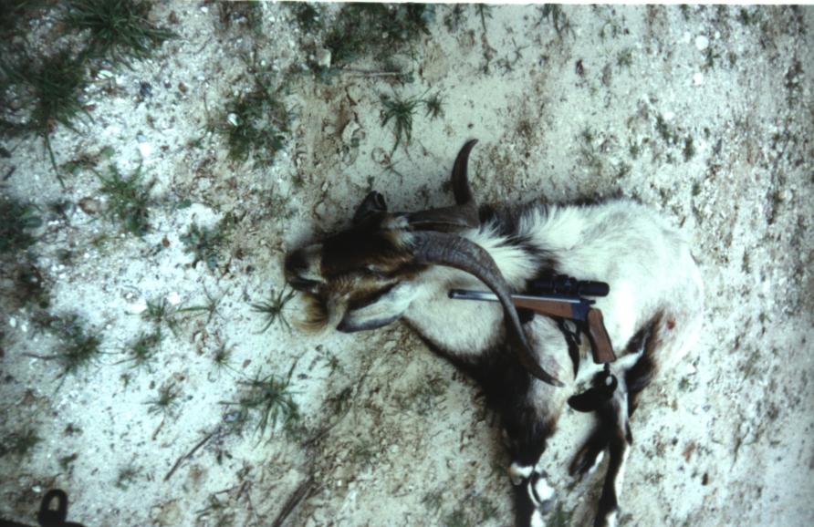 Catalina Goat .35 Remington (2)
