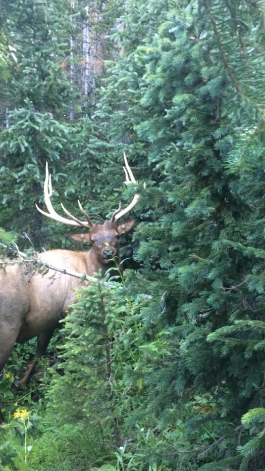 Close encounter