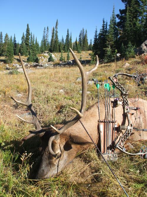 Colorado Elk 2010 066