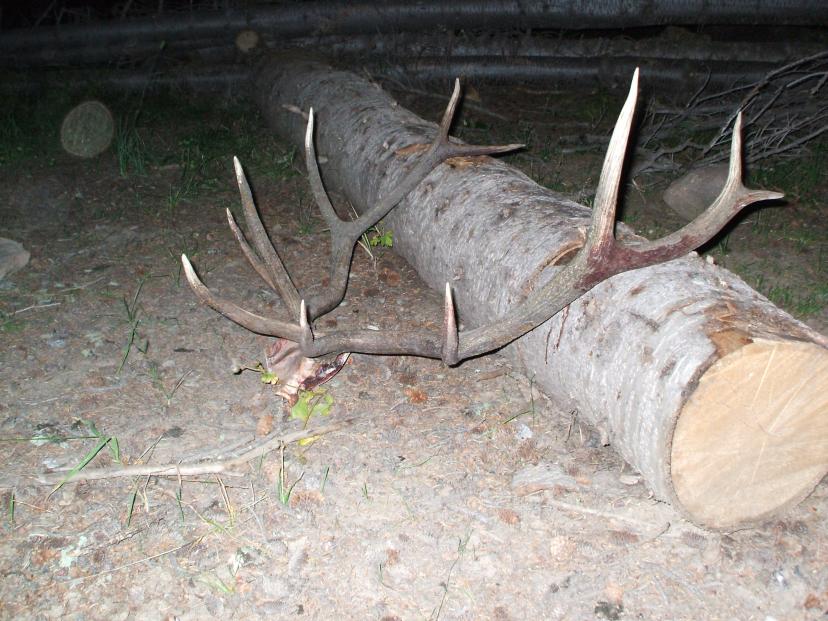 Colorado Elk 2010 108