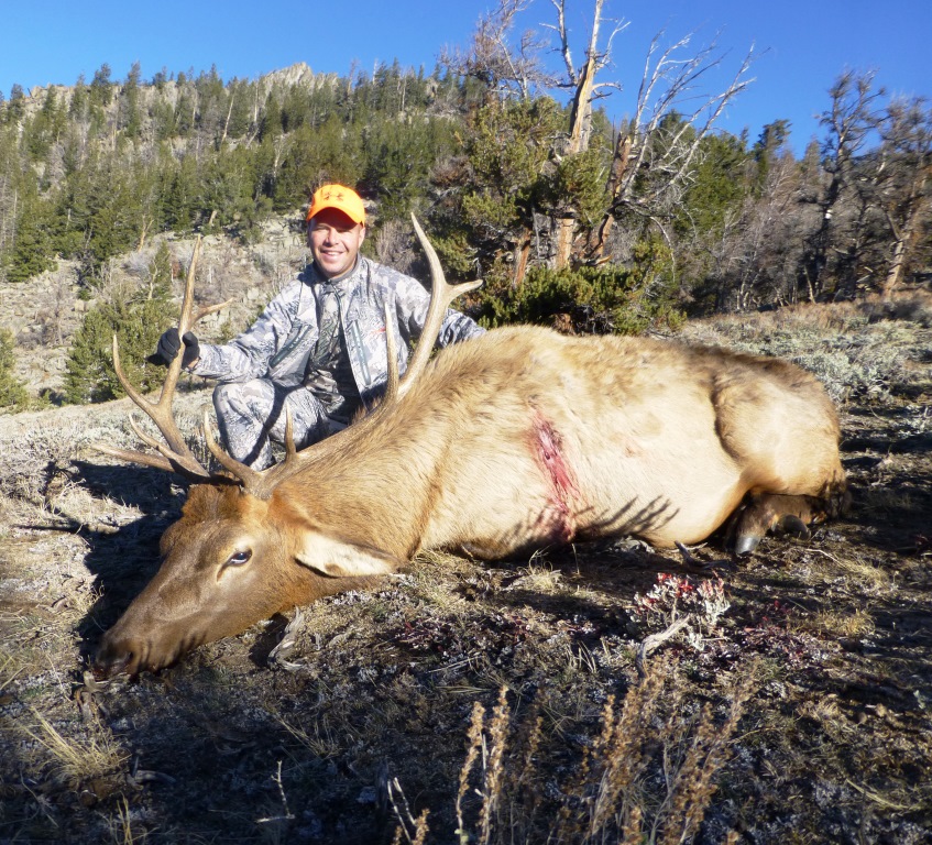 Cory elk 1.jpg