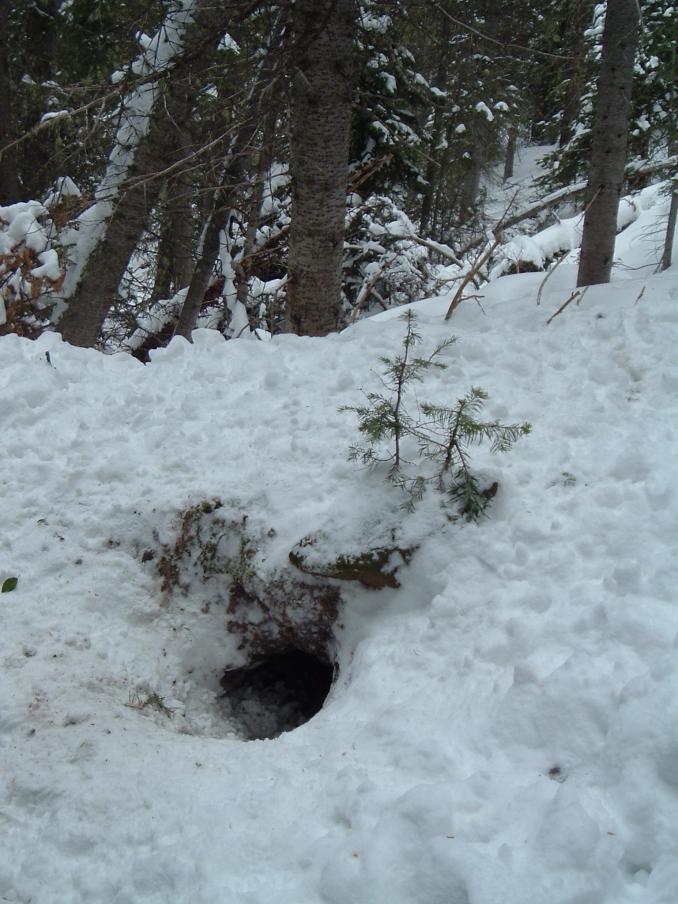 Coyote den.