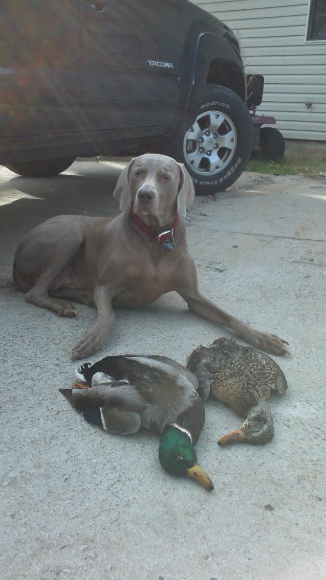 deacon with ducks