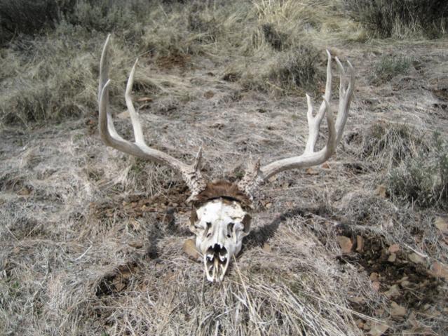 Deadhead