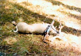 deer 10
