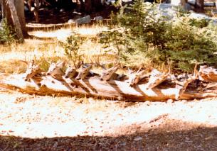 deer log
