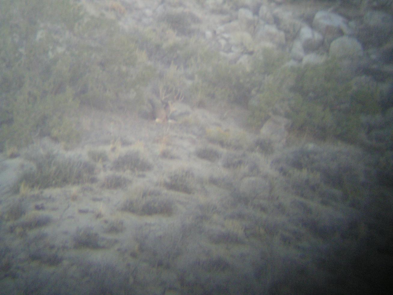 deer pics 001