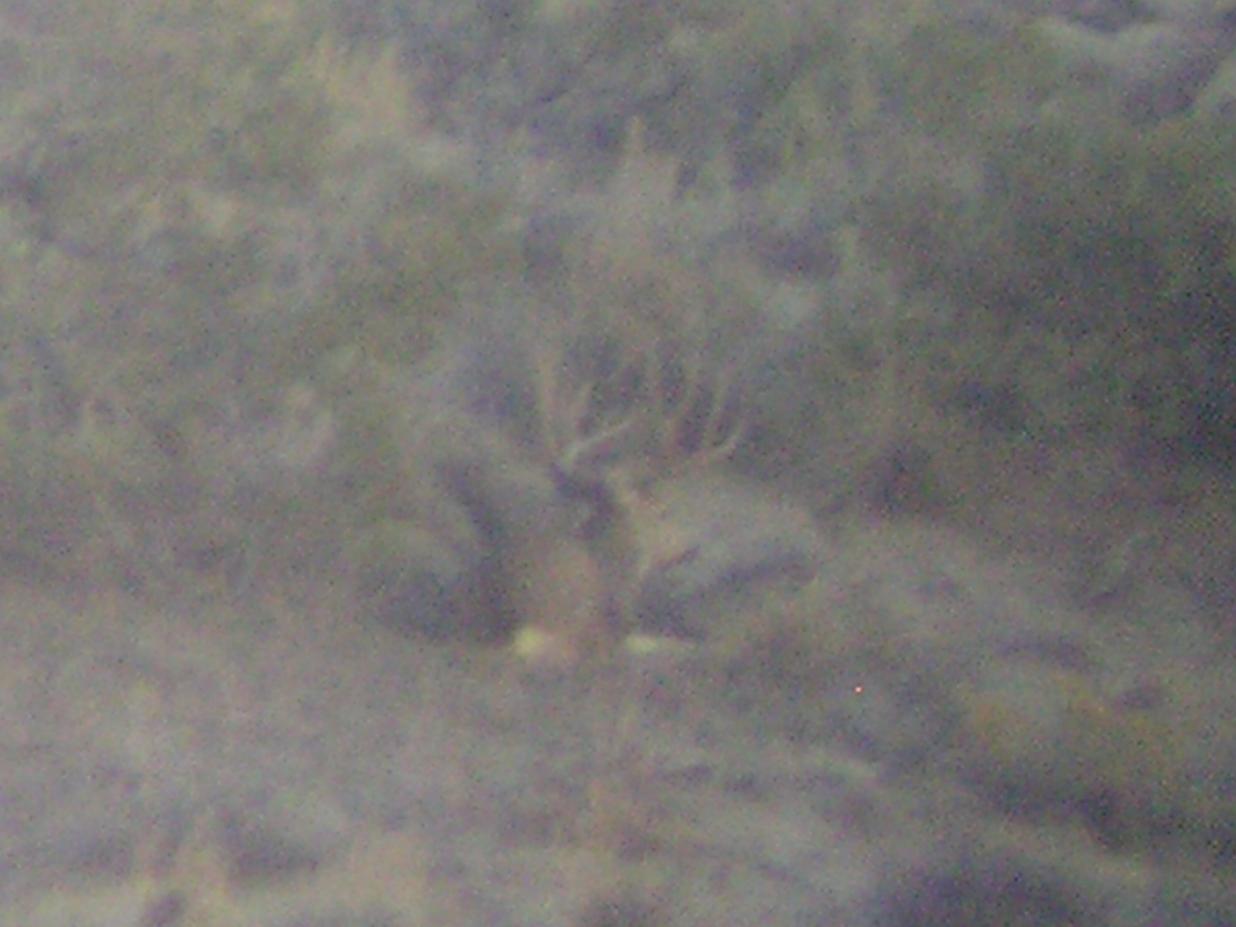 deer pics 003