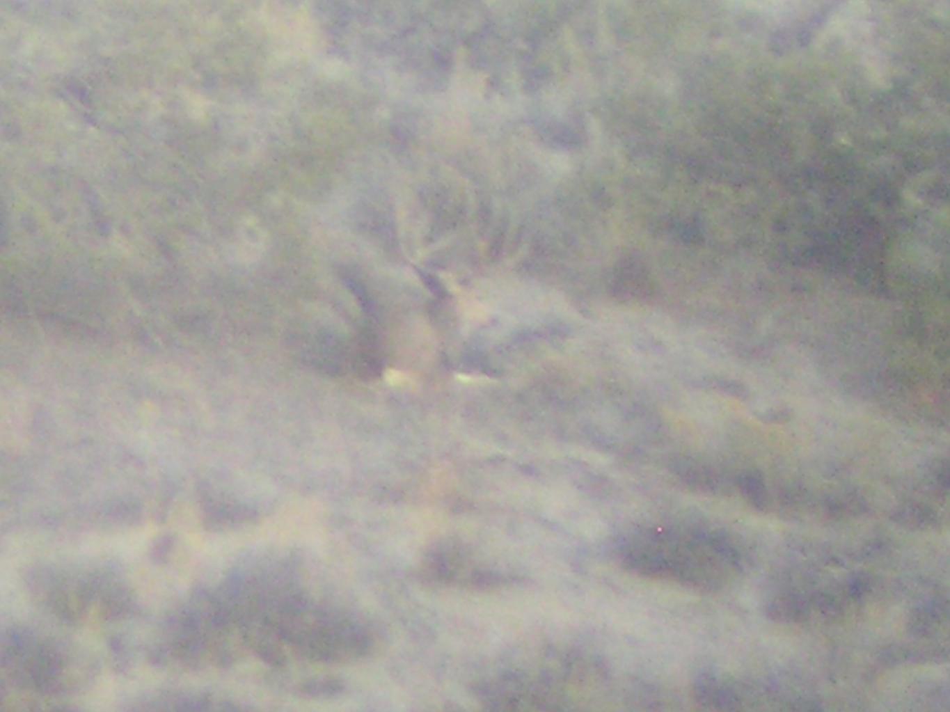 deer pics 004