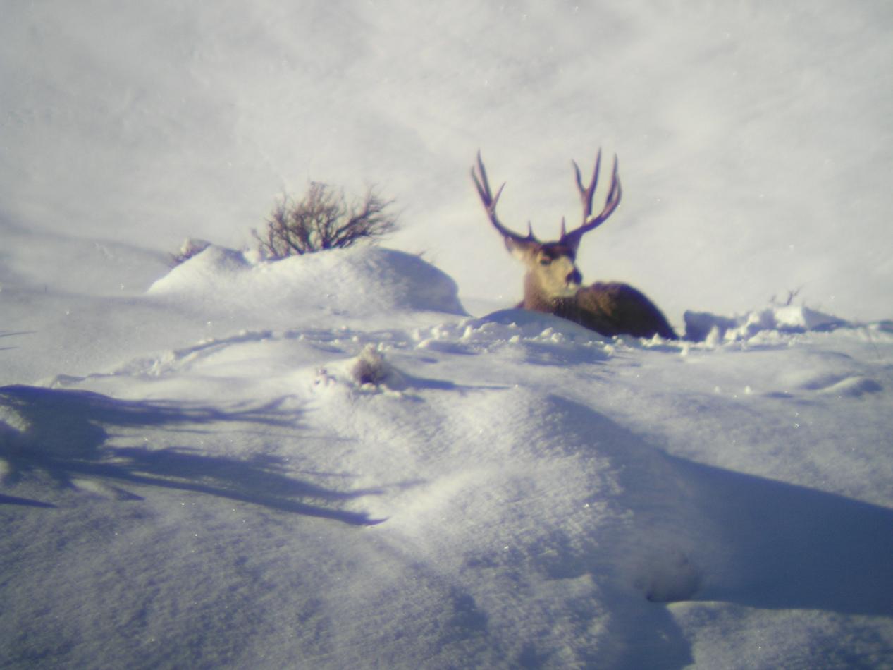 deer pics 037