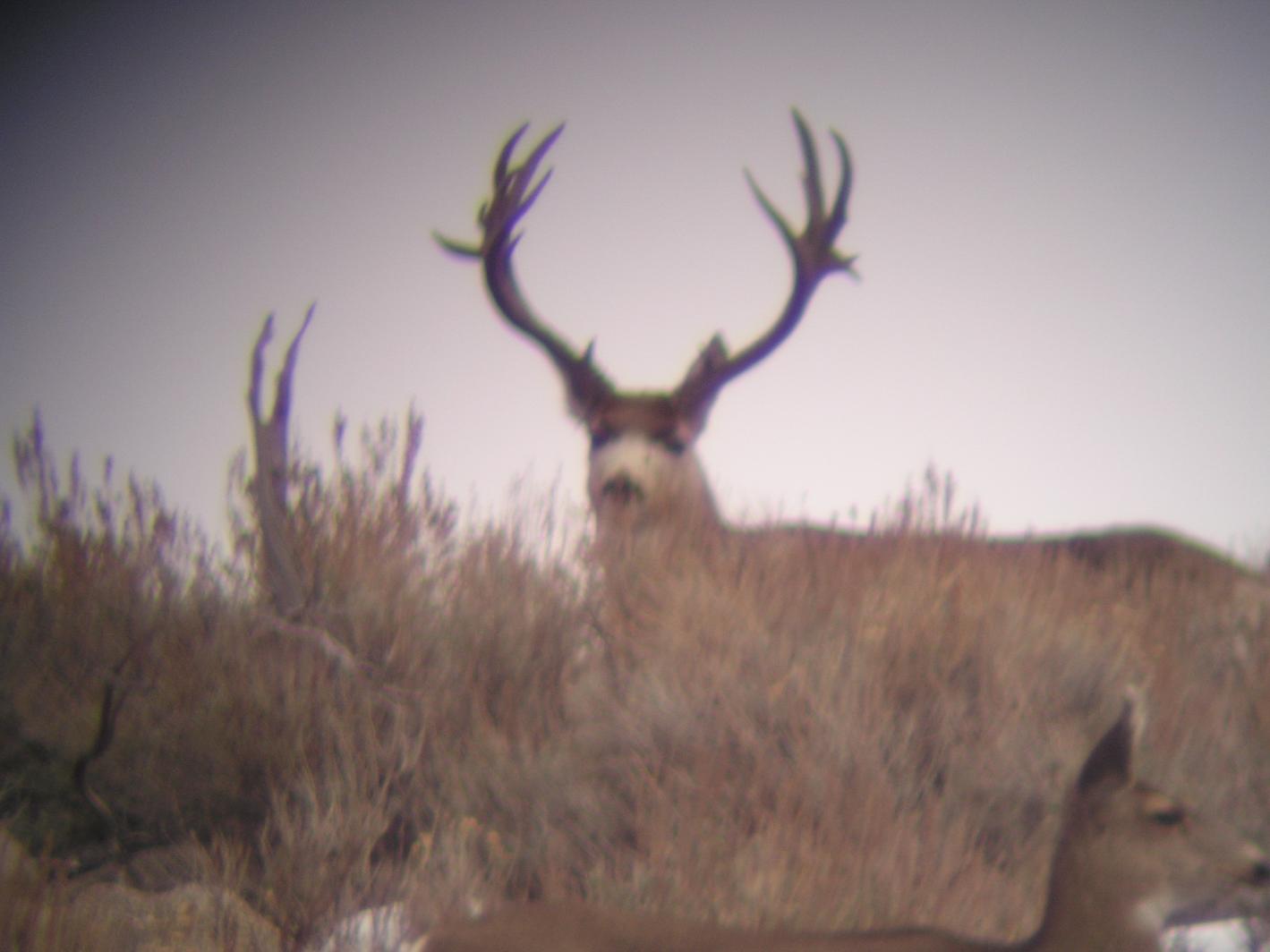 deer pics 078