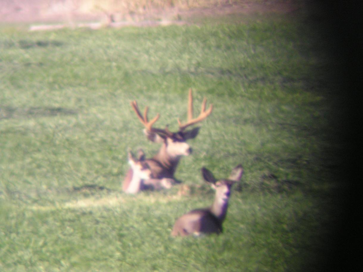 deer pics oct. 2005 013