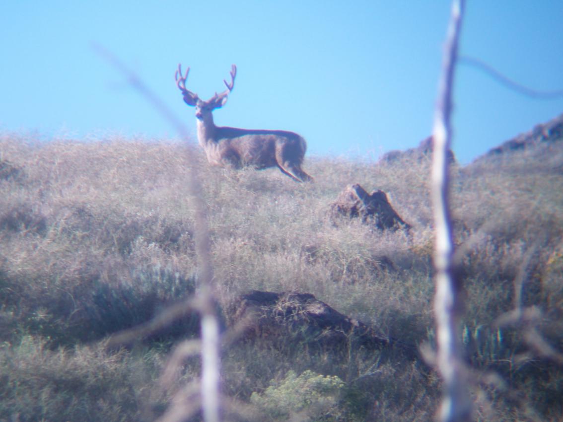 deer scouting 2007 009