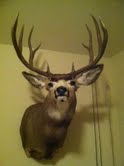deer