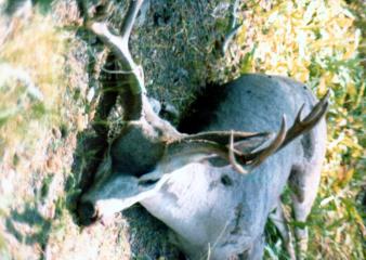 Deer2