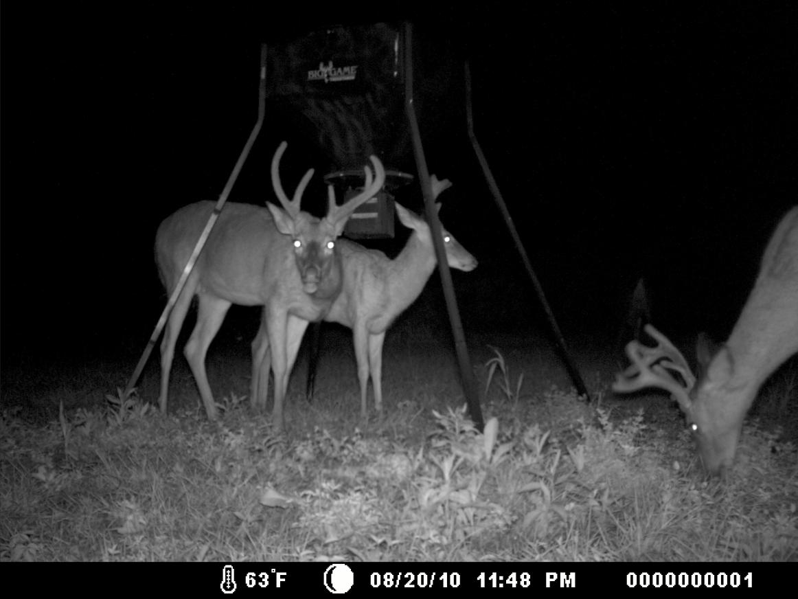 deer3 012
