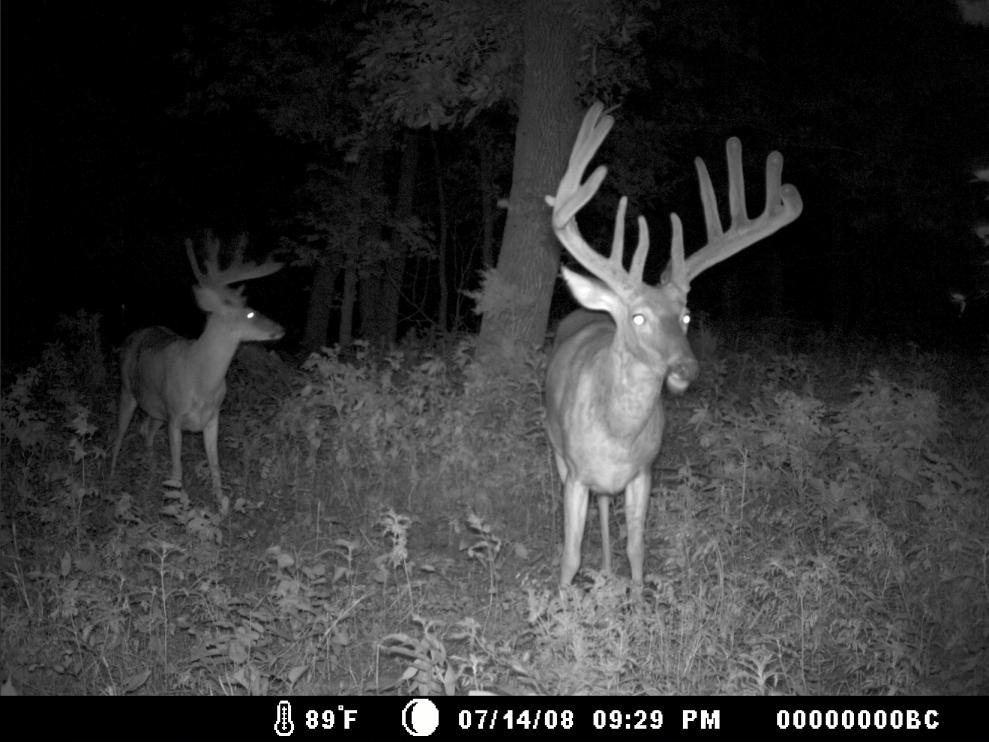 died of old age, excess of 200