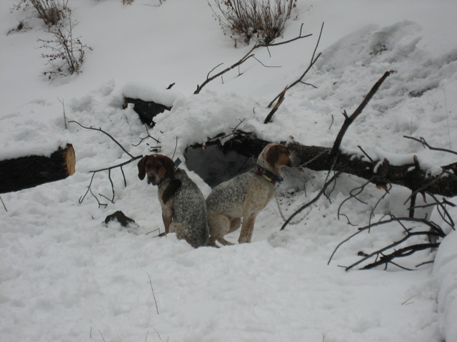 Dogs and dog house