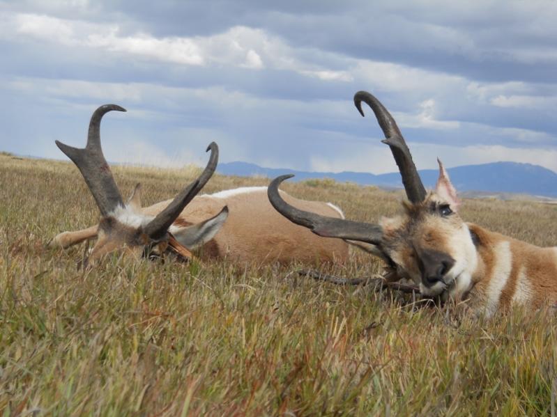 DSCN1056 (800x600) 2017 Wyoming bucks.