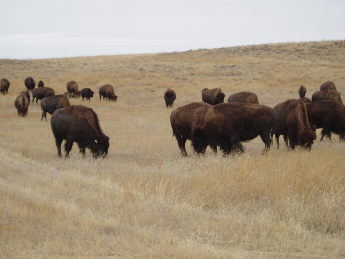 Durham Buffalo Ranch Wright, Wyoming